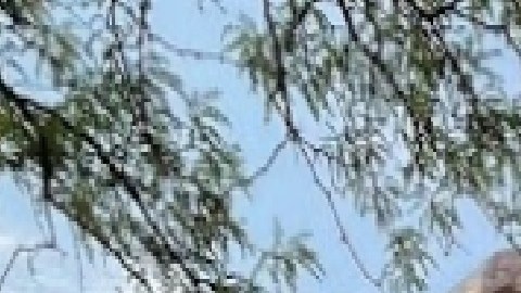 Un grupo de personas fueron baleadas afuera del conocido restaurante Alhambra Palace en West Loop. Foto Google Maps