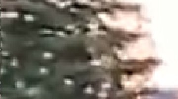 El mercado alemán regresa a Chicago de manera presencial y celebra su 25 aniversario. Foto captura WGN