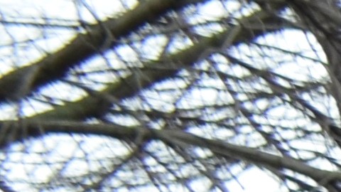 Estudiantes de cuatro escuelas de CPS abogan por un camino a la ciudadanía para los inmigrantes indocumentados. (Belhú Sanabria / La Raza)