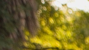 Hero-Image_GettyImages-85630395