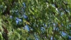 La morgue del Condado de Cook puede albergar hasta 285 cuerpos y en este momento, hay 260 con 36 personas adicionales dentro de remolques refrigerados. Foto Google Maps