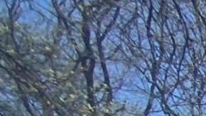 Organizaciones sociales de Illinois marcharán el 1 de mayo de 2022 en defensa de los derechos de los trabajadores y para exigir una reforma migratoria amplia. (Cortesía Immigrant Solidarity DuPage)