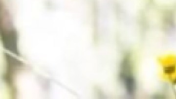 La  activista transgénero de Evanston Elise Malary está desaparecida desde el miércoles 9 de marzo. Foto extraída de Facebook Elise Malary