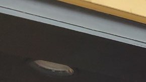 Rousemary Vega, madre de CPS, junto con padres y estudiantes que piden que más fondos federales para atención de los efectos del covid-19 se inviertan en las Escuelas Públicas de Chicago. (Cortesía Raise Your Hand for Illinois Public Education)