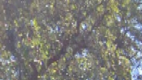 El adolescente de la escuela secundaria de West Chicago deberá permanecer detenido por presuntamente llevar un arma a la escuela.