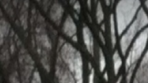 La policía dijo que hay sospechosos bajo custodia en relación con el asesinato a tiros de un adolescente de 14 años mientras caminada en la comunidad de casas modulares Blackhawk Estates. Foto Google Maps