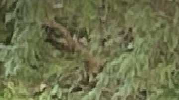 Andrés Ramírez Jr., de 48 años, recibió una sentencia por un delito de armas tras disparar en dirección a una patrulla de la policía.