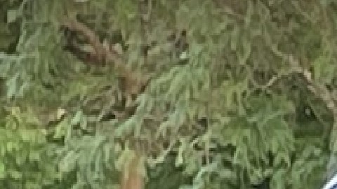 Andrés Ramírez Jr., de 48 años, recibió una sentencia por un delito de armas tras disparar en dirección a una patrulla de la policía.