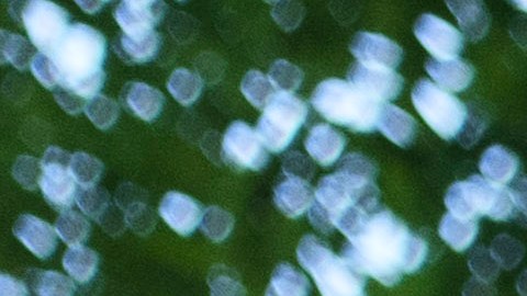 DACA cumple 10 años. Dreamers y organizaciones pro inmigrantes continúan la lucha por una vía a la ciudadanía.