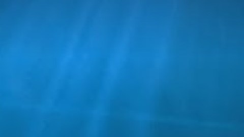 La entrada al acuario Shedd es gratis este lunes y martes de esta semana y la próxima semana esos mismos días. Foto Google Maps