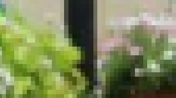 Regresan las fiestas puertorriqueñas en pleno corazón de la comunidad boricua en Humboldt Park.