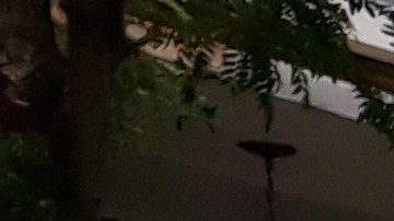 Hombre muere después de recibir un disparo en la cabeza y el brazo en West Englewood.