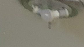 La pastora Jacobita Cortés, que dirige la iglesia Metodista Unida Adalberto en Humboldt Park, junto a venezolanos que recientemente cruzaron la frontera de México con EEUU y se entregaron a las autoridades migratorias en su lucha por conseguir asilo. (Cortesía Iglesia Metodista Unida Adalberto)