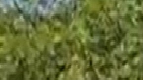 La Coalición de Illinois por los Derechos de los Inmigrantes y Refugiados organizó una manifestación de lanzamiento de la campaña "Get Out The Vote" en el vecindario de Pilsen. Foto Cortesía ICIRR