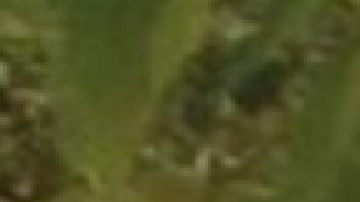 Mieczyslaw Krol, de 69 años fue visto por última vez cerca de Torrence y Sibley Rd en Calumet City. Foto Departamento de Policía de Oak Forest.