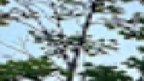 La víctima de 34 años recibió un disparo en la pierna afuera del establecimiento Aberdeen Tap en West Loop. Foto Google Maps