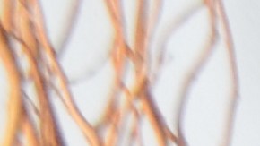 Elena Segura, coordinadora principal de la Pastoral Migratoria Nacional de la Arquidiócesis de Chicago. (Belhú Sanabria / La Raza)