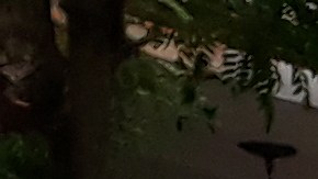 El atraco ocurrió en un negocio de barrio de Belmont Cragin alrededor de las 12:22 pm.