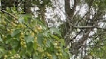 Según la Policía de Chicago, el tiroteo ocurrió en la avenida Sacramento en  Lerner Park, en el vecindario de West Ridge.