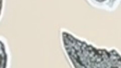 La congresista electa Delia Ramírez será la primera latina en ser representante federal, en el nuevo Distrito 3 de Illinois. (Cortesía ICIRR)