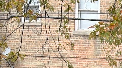 El joven activista Saúl Arellano hace campaña con el objetivo de ser electo al concilio del Distrito 25 de la policía de Chicago en las elecciones del próximo 28 de febrero. (Cortesía Saúl Arellano)