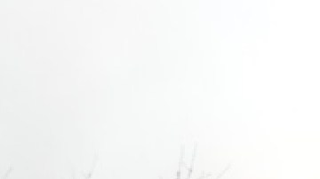 Al menos 24 unidades resultaron dañadas tras incendio en dos edificios de un complejo de apartamentos en Palatine. Foto cortesía Northern Midwest Fire Photography