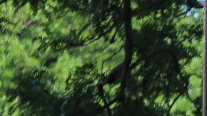 Muchos optarán por ir a las despensas de alimentos de los barrios, como por ejemplo Pan de Vida en La Villita, ante el fin del pago extra del programa SNAP. (Cortesía New Life Centers)