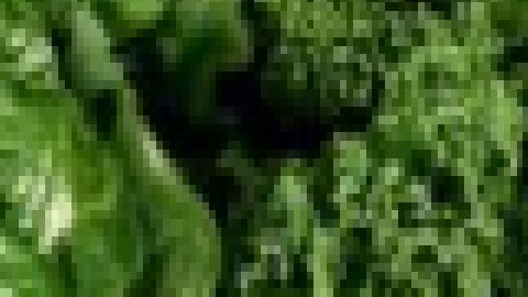 Algunas marcas de ensaladas frescas listas para comer que incluyen pollo o jamón también pueden contener lechuga contaminada con listeria.