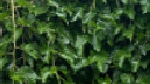 Los campamentos de verano se llevan a cabo del 26 de junio al 4 de agosto en los Distritos de Parques de Chicago. Foto captura página web del Distrito de Parques de Chicago