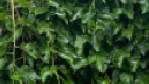 Los campamentos de verano se llevan a cabo del 26 de junio al 4 de agosto en los Distritos de Parques de Chicago. Foto captura página web del Distrito de Parques de Chicago