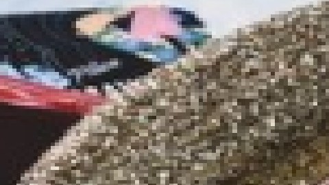 El festival del Mole es un evento gratuito de tres días en el barrio de Pilsen. Foto página web Mole de Mayo