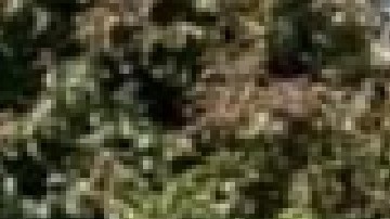 El padre Michael Pfleger de la iglesia St. Sabina está pidiendo a la gente que entregue sus armas. Foto cortesía Facebook reverendo Michael Pfleger