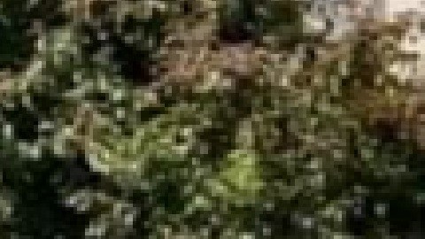 El padre Michael Pfleger de la iglesia St. Sabina está pidiendo a la gente que entregue sus armas. Foto cortesía Facebook reverendo Michael Pfleger