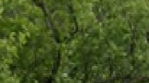 Para los residentes que les encanta el deporte, la inscripción virtual para todos los centros de gimnasia comenzará el martes al mediodía.