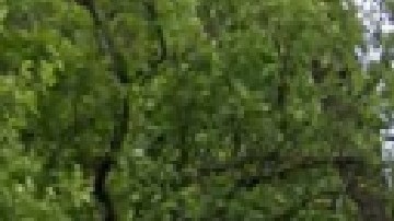 Para los residentes que les encanta el deporte, la inscripción virtual para todos los centros de gimnasia comenzará el martes al mediodía.