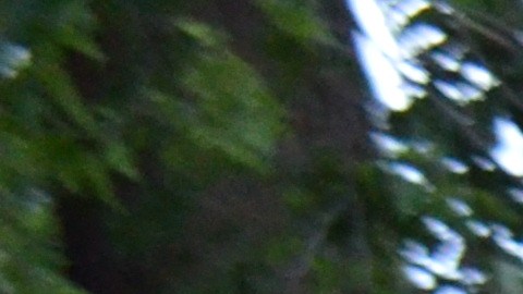 Patricia Sánchez vende antojitos mexicanos en el Riis Park en el barrio de Belmont Cragin. (Belhú Sanabria / La Raza)