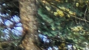 La Capilla de Cristo Resucitado en el Cerrito del Tepeyac de Des Plaines fue dañada por un incendio provocado. (Belhú Sanabria / La Raza)