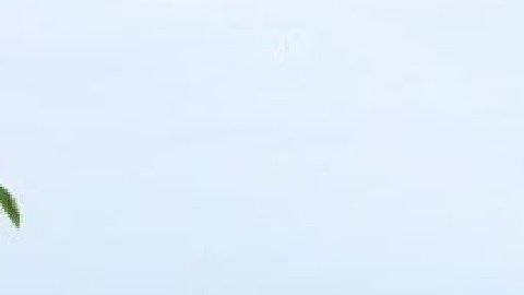 Se espera que 50 vendedores ofrezcan sus productos el sábado por la mañana en el mercado de agricultores de Aurora. Foto extraída de Facebook Aurora Farmers Market