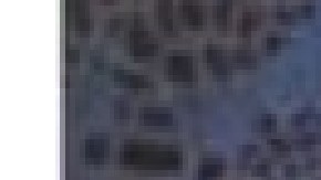 Desiree García, de 17 años, fue reportada como parecida en Portage Park. Foto Departamento de Policía de Chicago