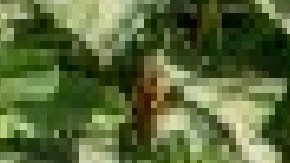 El programa de estudio y trabajo para adolescentes florece en el regreso al Conservatorio Garfield Park. Extaída de la página web del Consrvatorio Garfield.