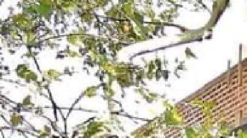 Solicitantes de empleo hacen fila afuera de la agencia para participar en la feria de trabajo. Foto extraída de Facebook de la agencia ULON