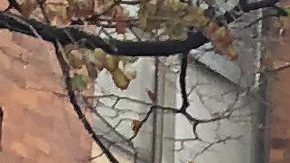 Manifestantes en la placita el Zócalo de Pilsen exigieron el 12 de octubre de 2023 que la administración del presidente Joe Biden otorgue permisos de trabajo a todos los indocumentados. (Antonio Zavala / La Raza)