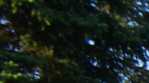 Miles de peregrinos se alistan para honrar a la Virgen Morena en el Cerrito del Tepeyac en Des Plaines. (Belhú Sanabria / La Raza)