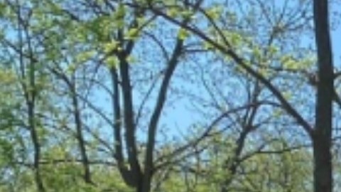 Según las autoridades, los daños causados por el incendio se estiman en más de 175,000 dólares. Foto Facebook Departamento de Bomberos de Elgin