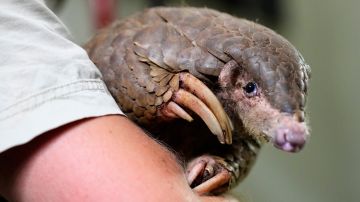 A keeper holds a Chinese pangolin at its enclosure at the zoo in Prague, Czech Republic, Thursday, May 19, 2022. Prague's zoo has introduced to the public a pair of critically endangered Chinese pangolins as only the second animal park on the European continent. (AP Photo/Petr David Josek)
