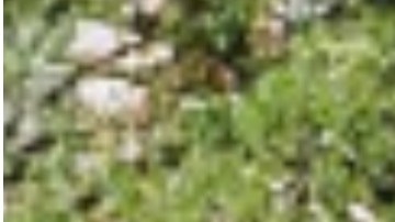 La casa de Rogers Park es la única vivienda unifamiliar en esa cuadra de Sheridan Road, que se compone principalmente de edificios multifamiliares de cuatro pisos. Google Maps