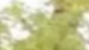 Melony Darland, de 14 años, fue reportada como desaparecida en el vecindario de Sauganash de Chicago. Foto cortesía CPD