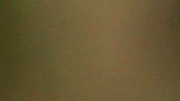 Una cigarra emergida en 2021. Millones surgirán de nuevo en Chicago entre fines de abril y junio de 2024. (AP)