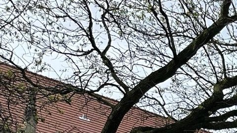 Un campamento en apoyo de Palestina fue instalado por estudiantes en el campus de la Universidad de Chicago, (UChicago United)