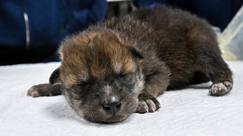 Uno de los cachorros de lobo mexicano nacidos en el Zoológico Brookfield de Chicago. (Chicago Brookfield Zoo)
